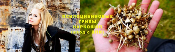 ПСИЛОЦИБИНОВЫЕ ГРИБЫ Богданович